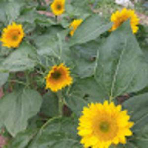 Meet your Posher, Jessie